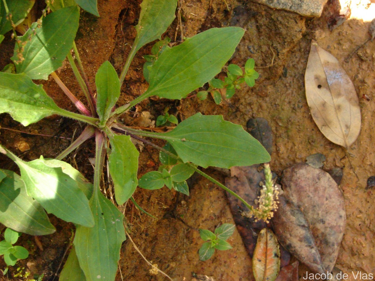 Plantago asiatica L.